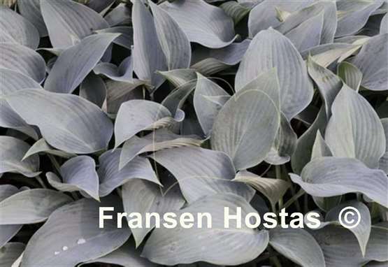 Hosta Clear Blue Sky